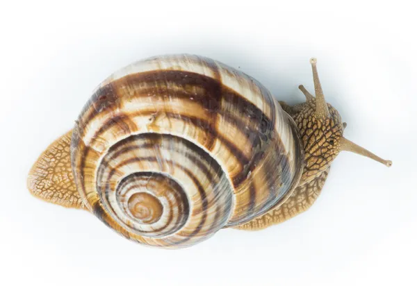 Weiße isolierte Schnecke — Stockfoto