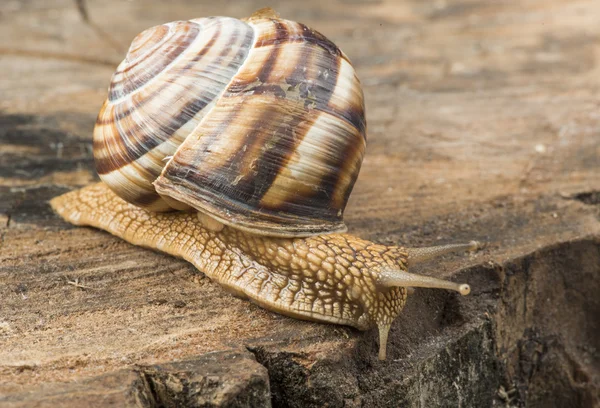 Snail on tree bark — Stock Photo, Image