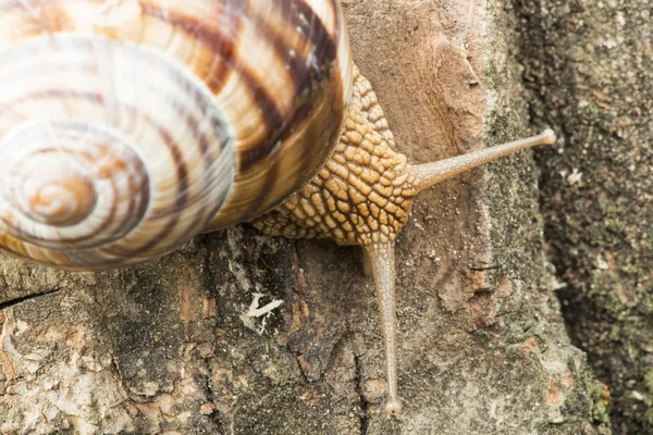 Slak op boomschors — Stockfoto