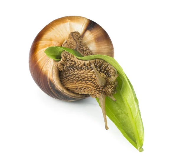 蜗牛和绿色叶 — 图库照片