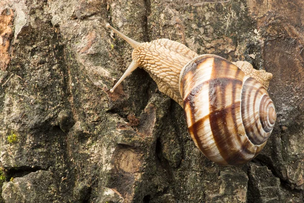 Slak op boomschors — Stockfoto