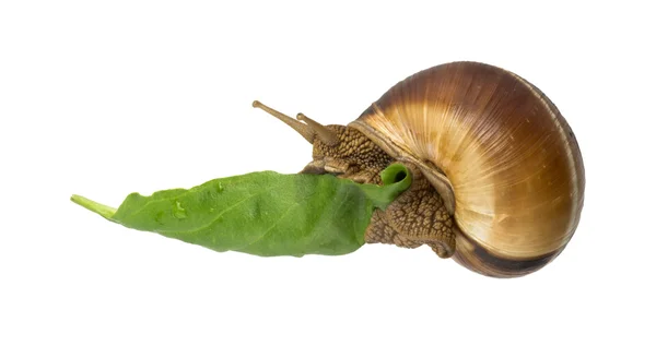 Schnecke und grünes Blatt — Stockfoto