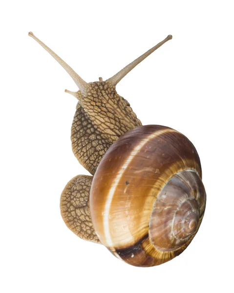 White isolated snail — Stock Photo, Image