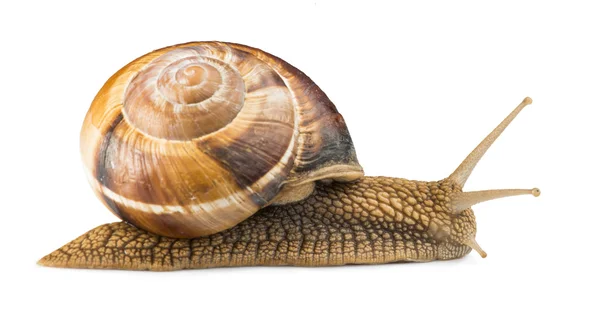 Weiße isolierte Schnecke — Stockfoto