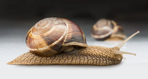 Schnecke — Stockfoto