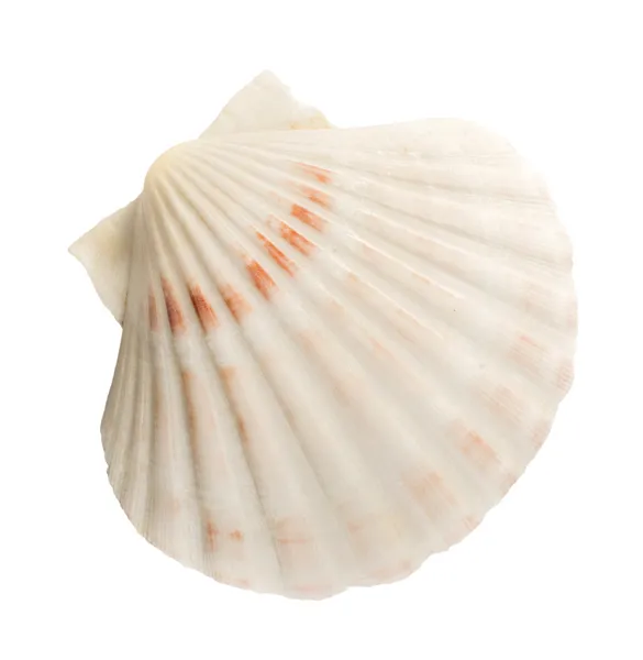 Scallop shell — Stock Photo, Image