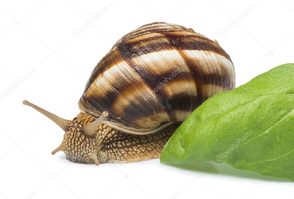 white isolated snail — 图库照片08deyan georgiev#31961719