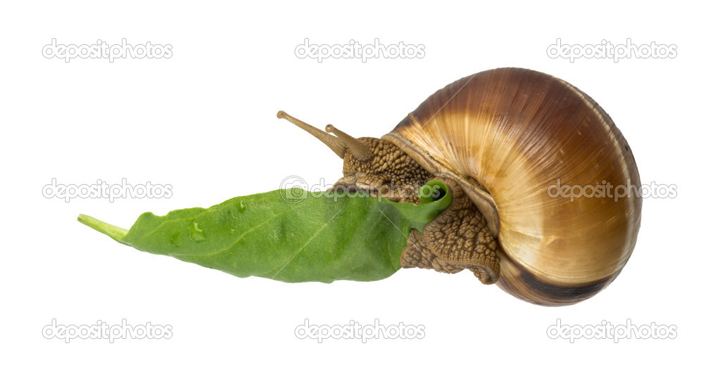 Snail and green leaf