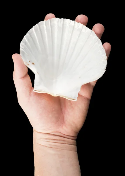 Scallop shell — Stock Photo, Image