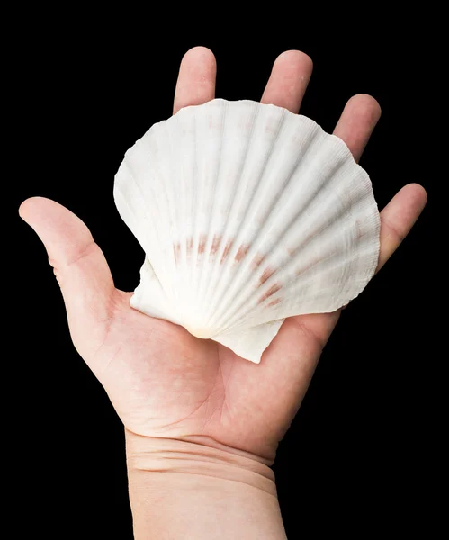 Scallop shell — Stock Photo, Image