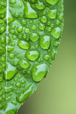 yeşil yaprak ve çiğ