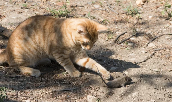Kedi ve fare Bahçe — Stok fotoğraf