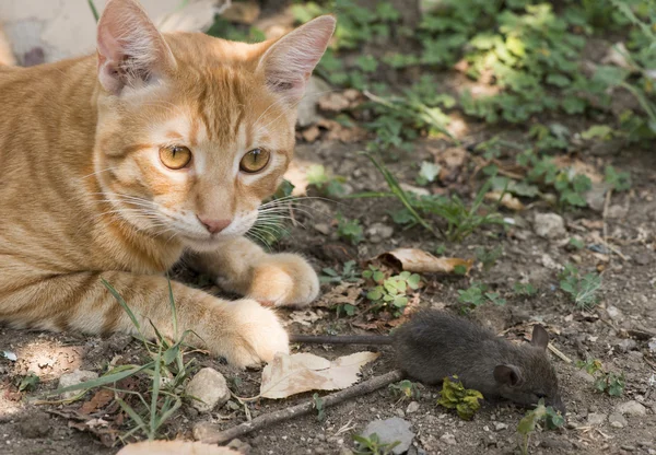 Cat and mouse in garden — Stock Photo, Image