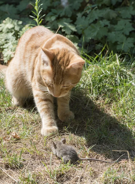 Chat et souris dans le jardin — Photo