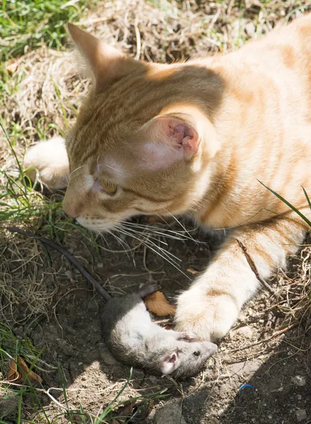Chat et souris dans le jardin — Photo