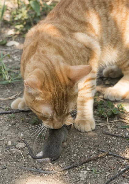 Kočka a myš v zahradě — Stock fotografie