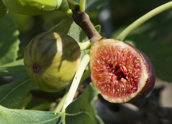 Feige am Baum zwischen den Blättern — Stockfoto