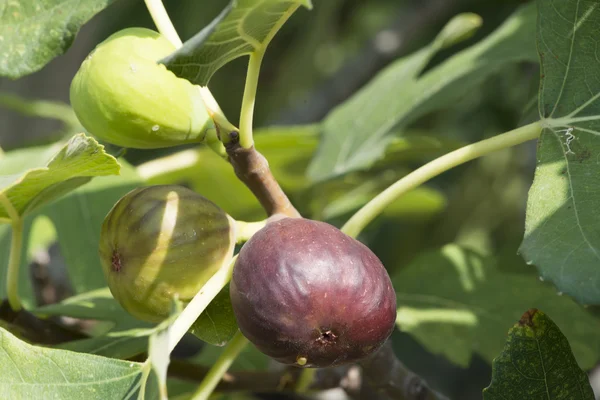 Fig on tree between the leaves — Stock Photo, Image