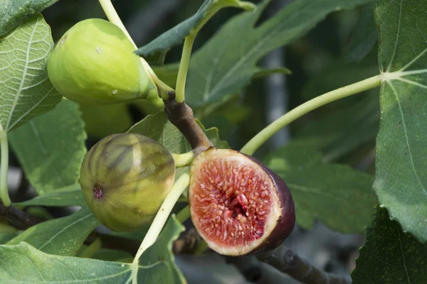 Fig on tree between the leaves — Stock Photo, Image
