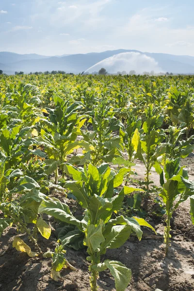 Tobacco plantation and irrigation — Stock Photo, Image