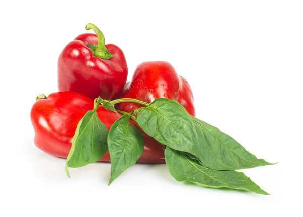 Red peppers and leaves — Stock Photo, Image