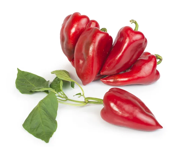 Paprika und Blätter — Stockfoto