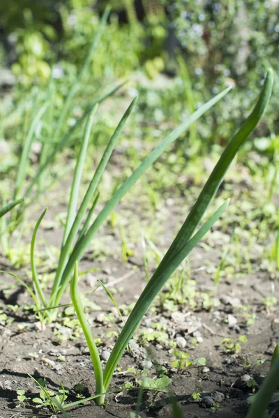 Cebolas verdes frescas em plantação — Fotografia de Stock