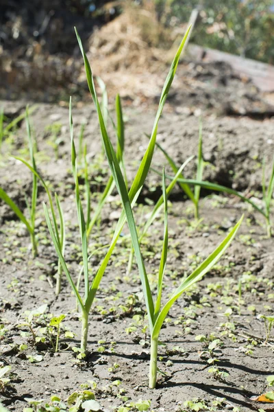 Alho verde fresco na plantação — Fotografia de Stock