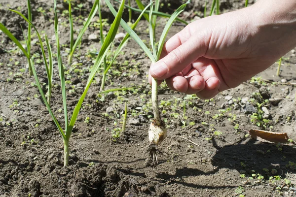 Fresh green garlic in plantation — Stock Photo, Image