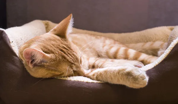 Gato adormecido — Fotografia de Stock