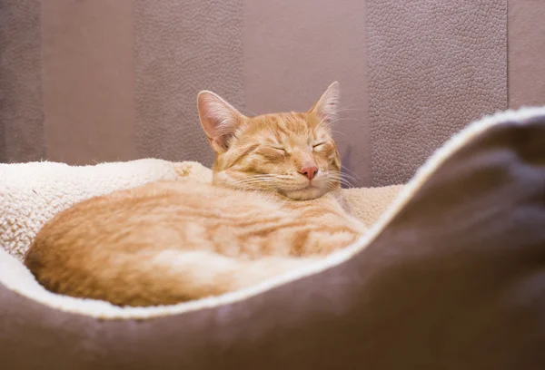眠っている猫 — ストック写真