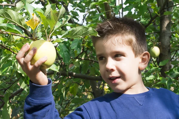 Niño recoger de manzana — Foto de Stock