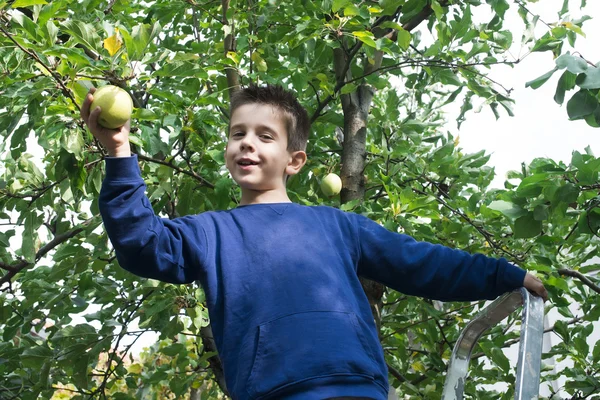 Enfant ramasser la pomme — Photo