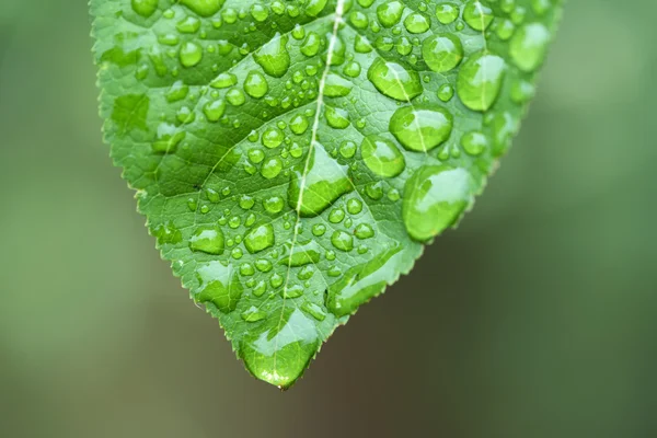 Green leaf and dew — Stock Photo, Image