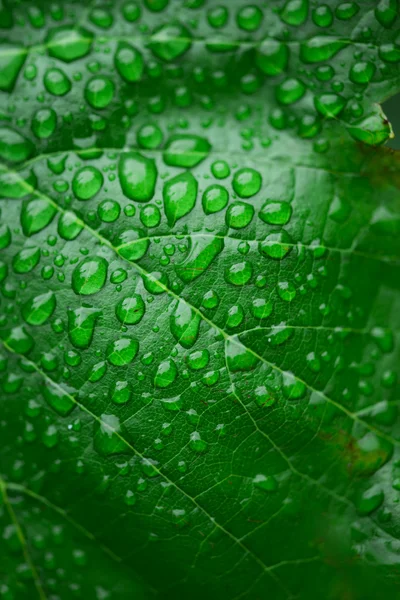 Green leaf and dew — Stock Photo, Image