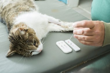 Veteriner kan testi