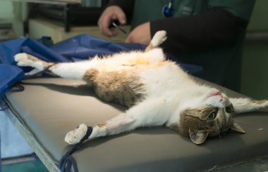 Veteriner cerrahi kedi