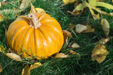 Çimenlerdeki balkabağı ve sonbahar yaprakları