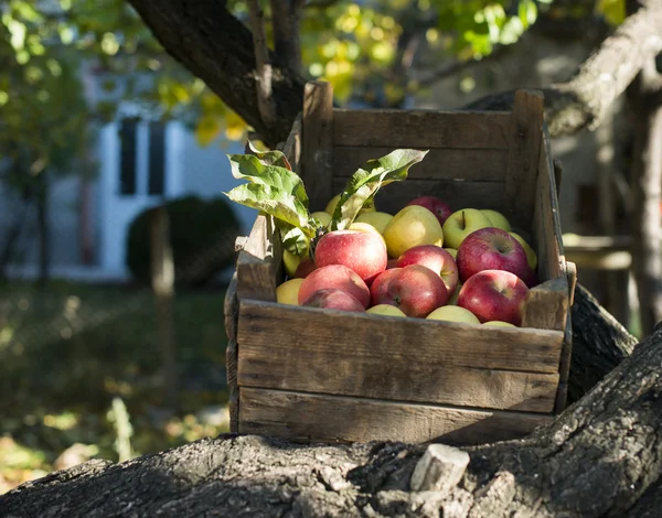 木の上の古い木製の箱の中のリンゴ — ストック写真