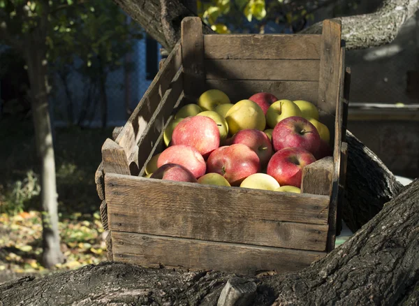 木の上の古い木製の箱の中のリンゴ — ストック写真