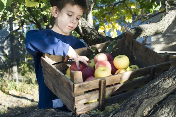 Äpplen i en gammal trälåda på träd — Stockfoto