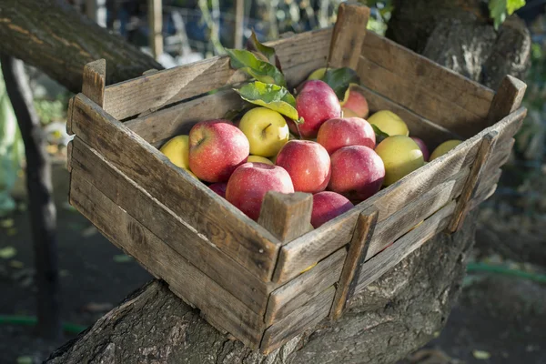 Apples in an old wooden crate on tree — Stock Photo, Image