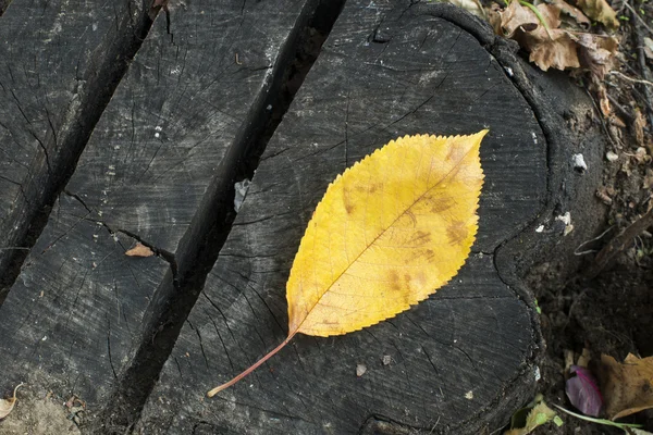 Hoja de otoño única en un tronco de árbol — Foto de Stock