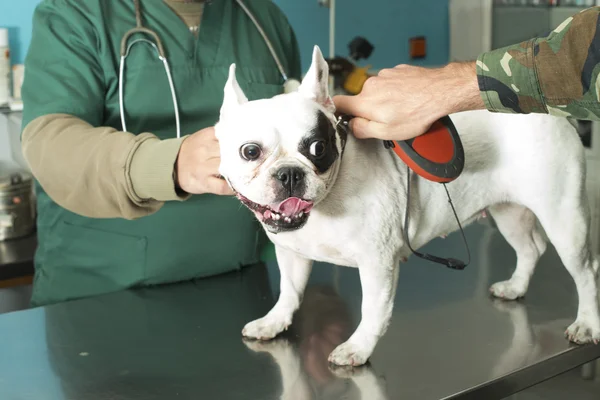 Hund veterinär kontor — Stockfoto