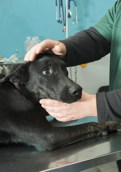 Hond in een veterinair bureau — Stockfoto
