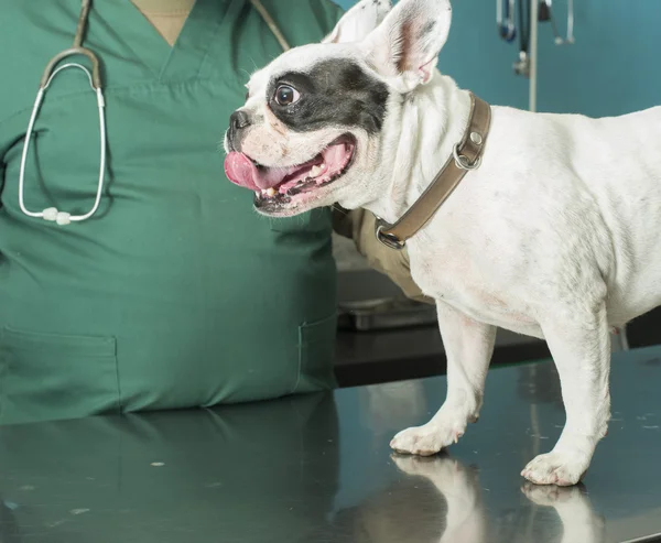Hund veterinär kontor — Stockfoto