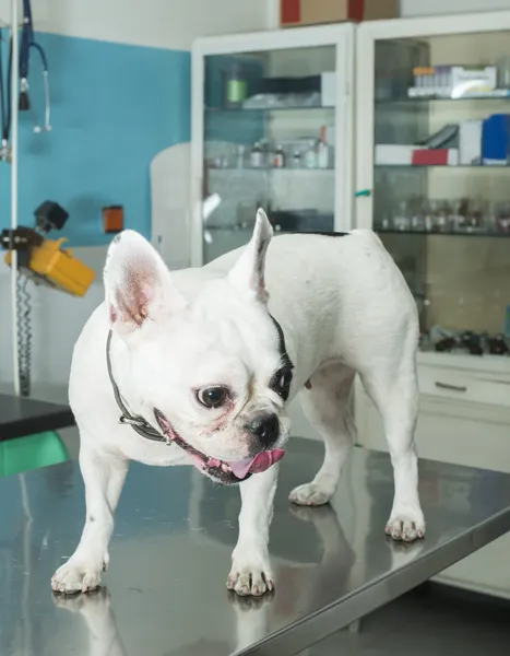 Hond in een veterinair bureau — Stockfoto