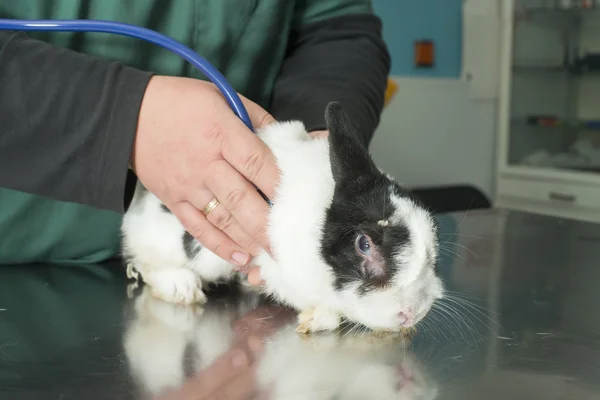 Kanin i en veterinär kontor — Stockfoto