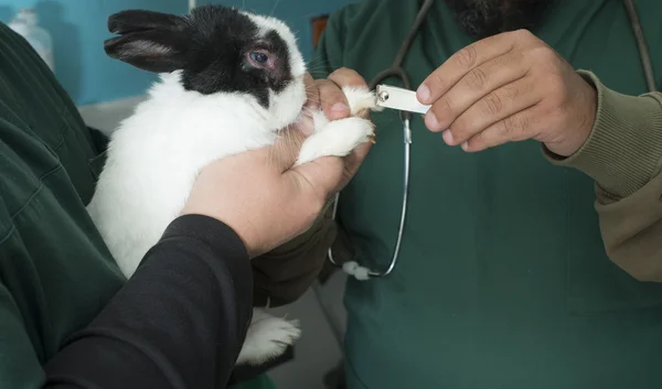 Rabbit in a veterinary office — Stock Photo, Image