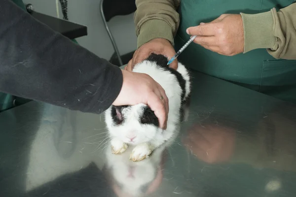 Konijn in een veterinair bureau — Stockfoto